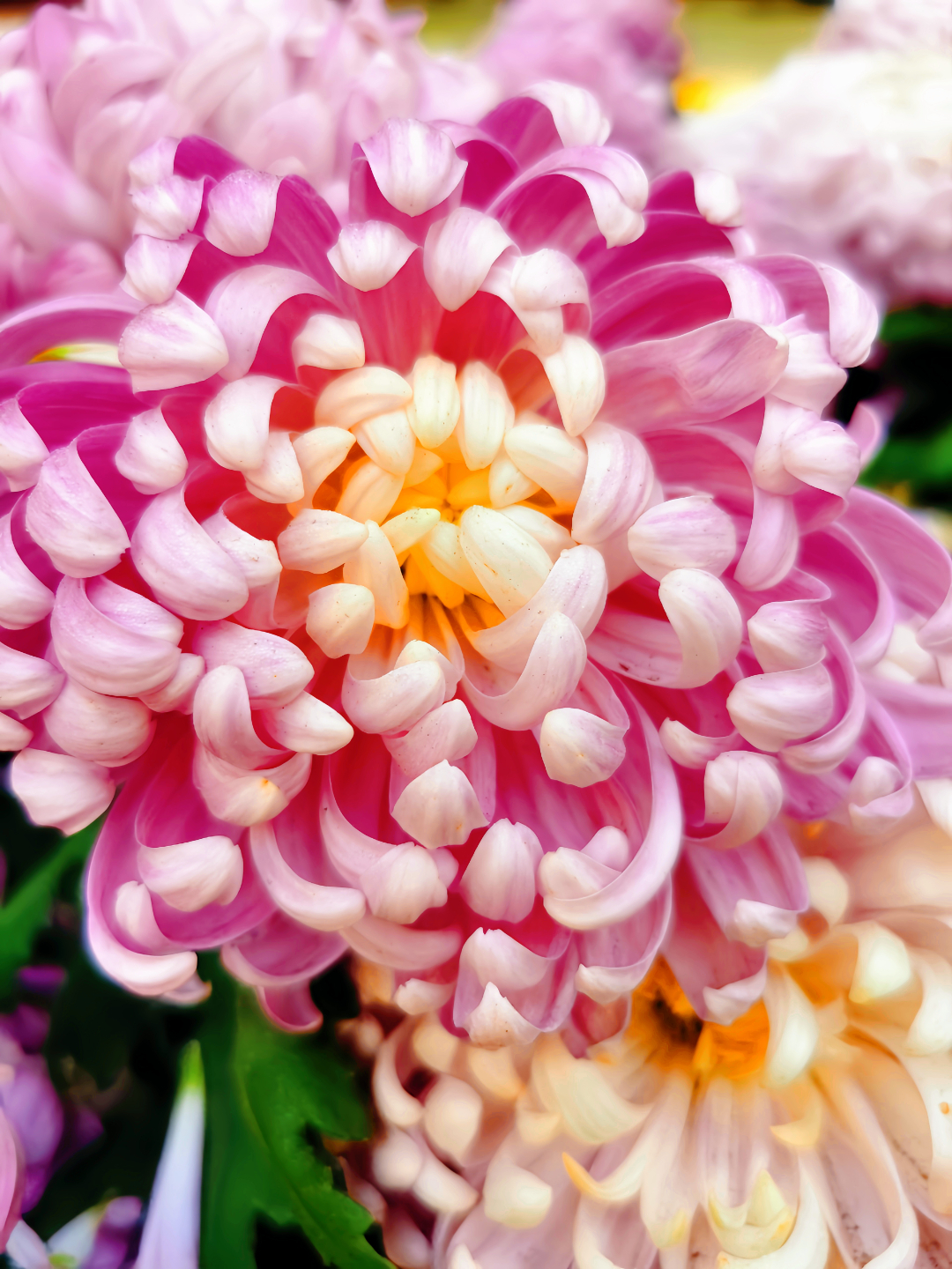谷依萱2花团锦簇的秋菊_副本 - 副本.jpg