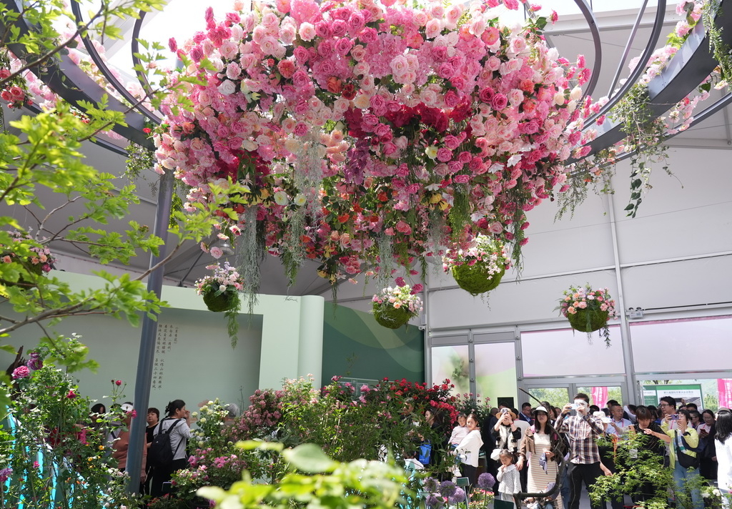 5月11日，游客在第九届国际月季大会上参观游览。