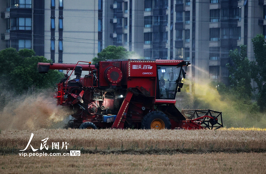 安徽合肥：抢收小麦
