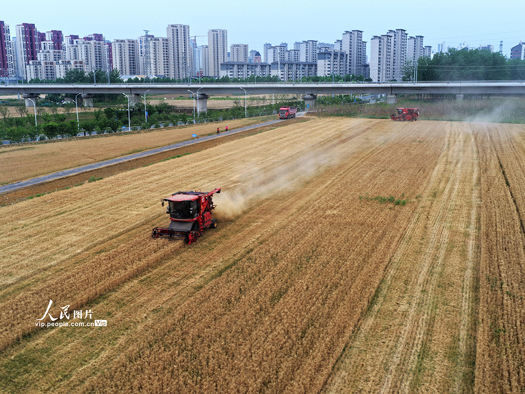 安徽合肥：抢收小麦【5】