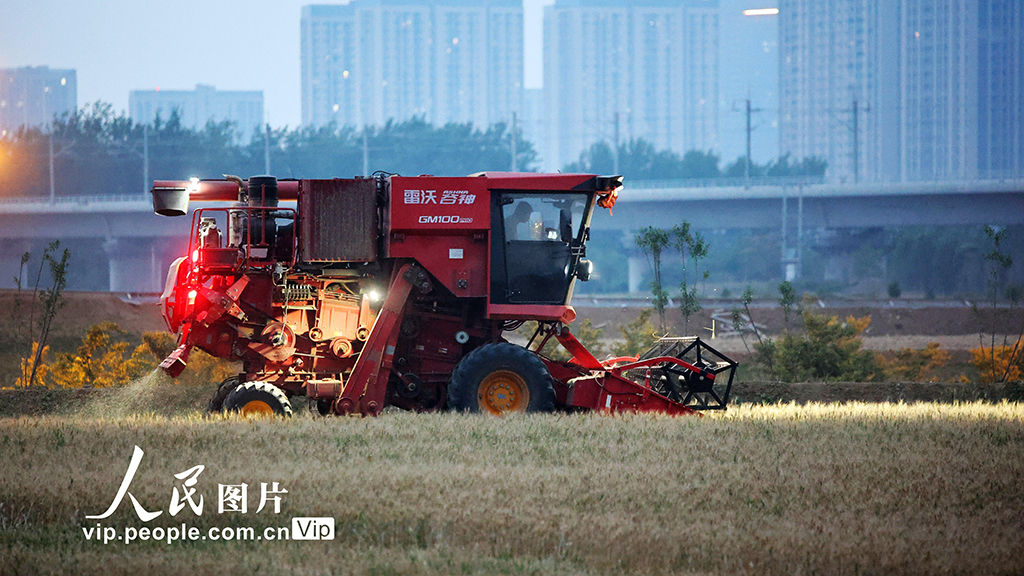 安徽合肥：抢收小麦【2】