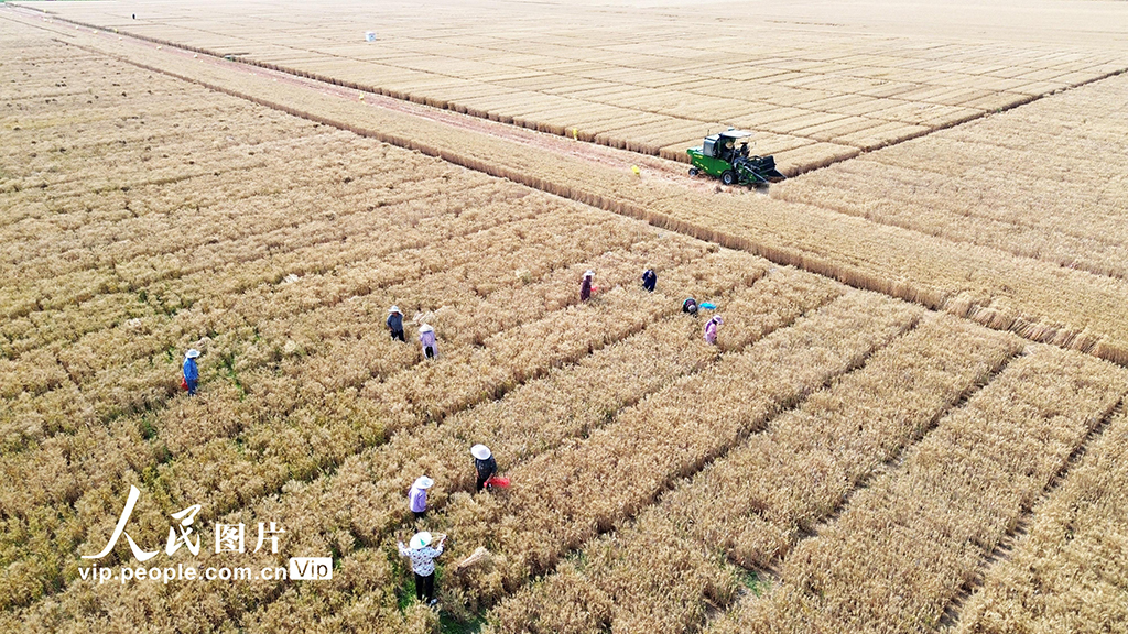 河南许昌：麦田里“选秀”【8】