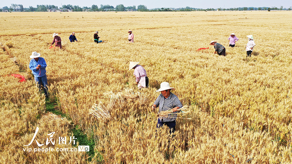 河南许昌：麦田里“选秀”