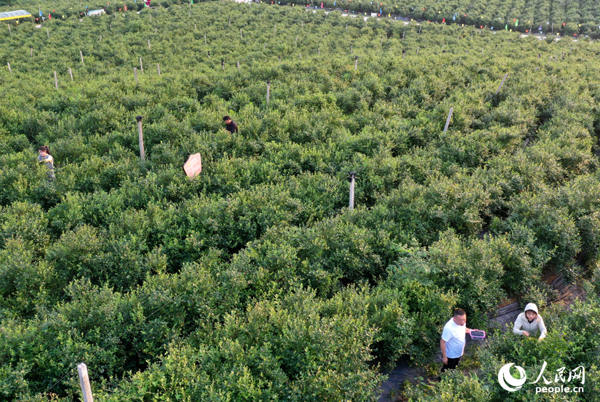 游客们在基地采摘蓝莓，体验采摘乐趣。人民网记者 时雨摄