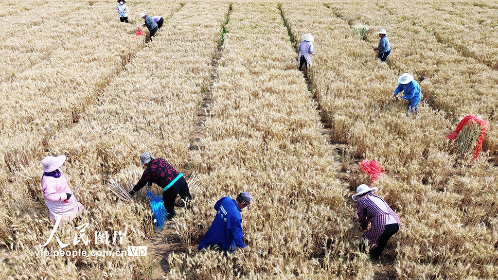 河南许昌：麦田里“选秀”【7】