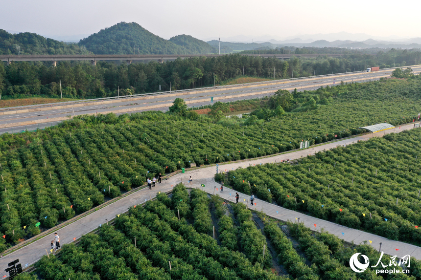 游客们在基地采摘蓝莓，体验采摘乐趣。人民网记者 时雨摄