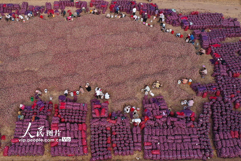 河南内黄：洋葱丰收