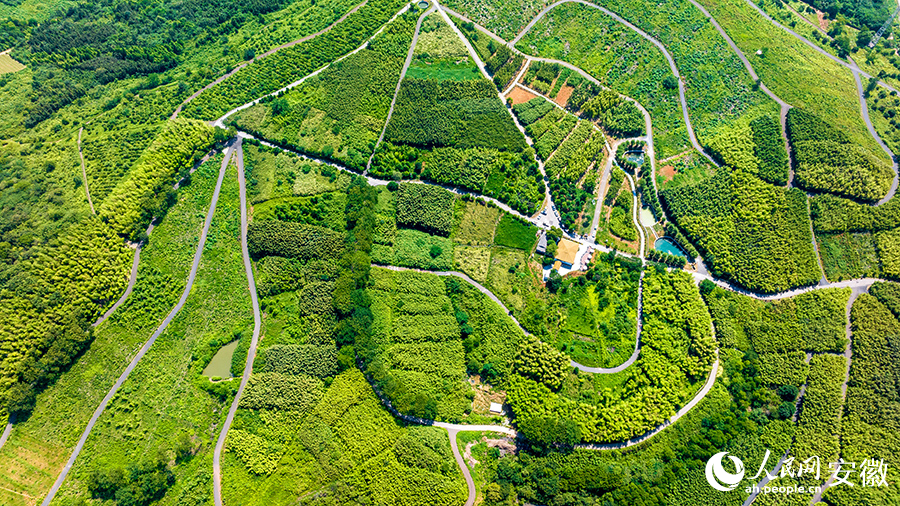 空中鸟瞰800亩竹林摇曳。人民网记者 李希蒙摄