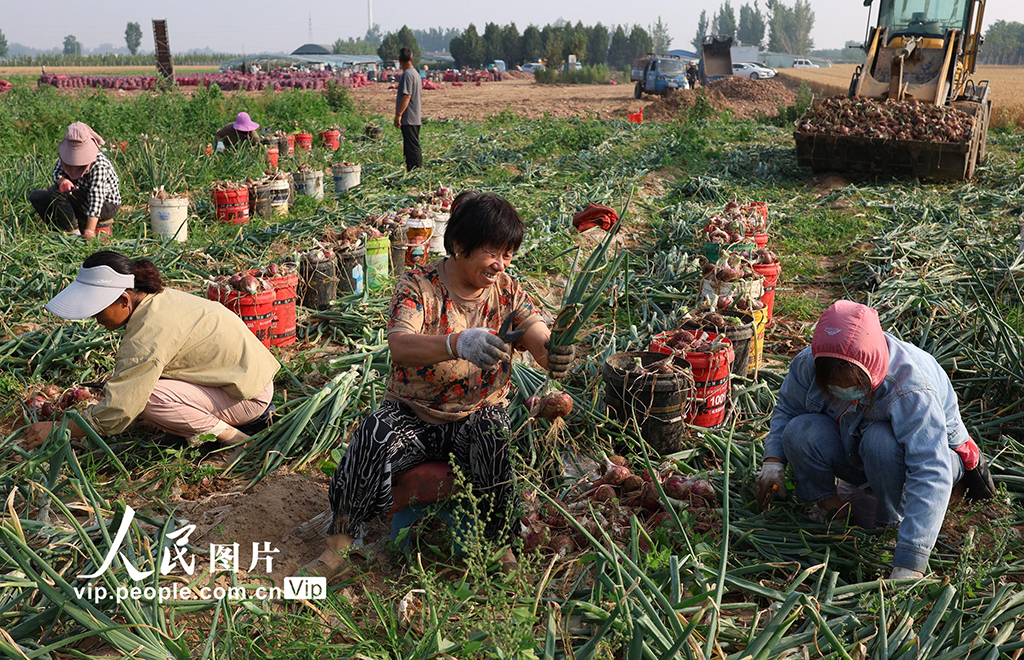 河南内黄：洋葱丰收【4】