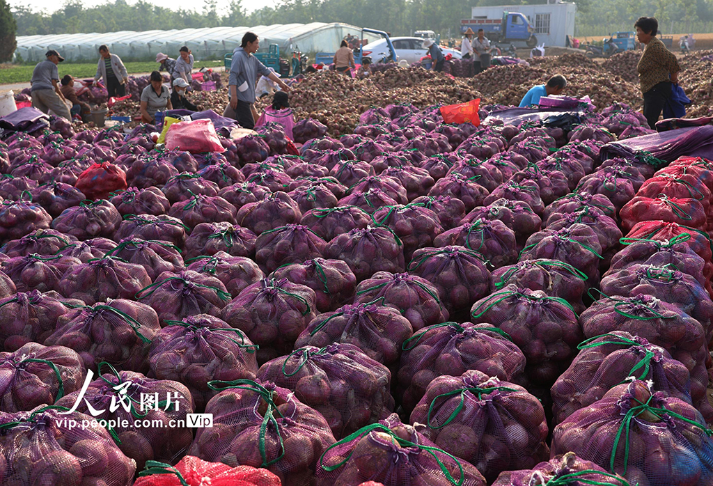 河南内黄：洋葱丰收【2】