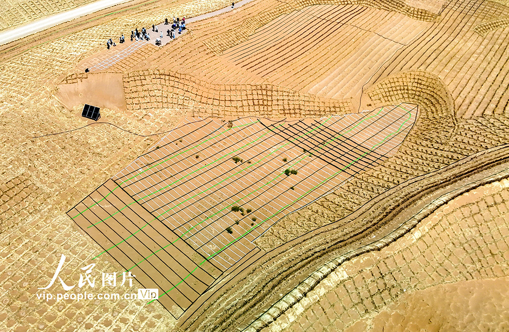 甘肃民勤380公里环绿洲锁边林带闭环围合【5】