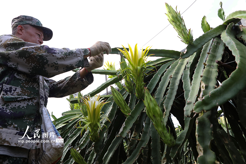 云南景洪：管护火龙果【3】