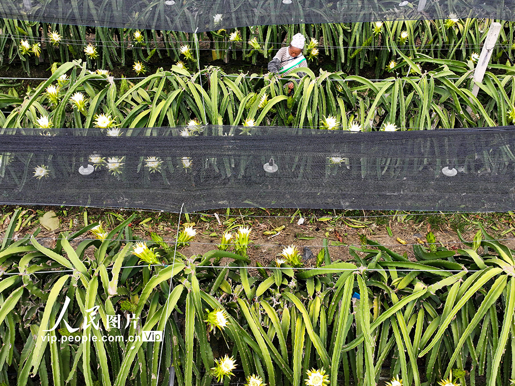 云南景洪：管护火龙果【2】