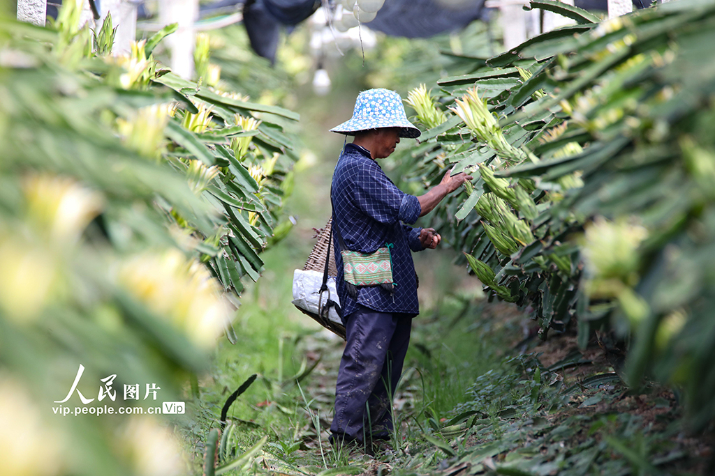 云南景洪：管护火龙果