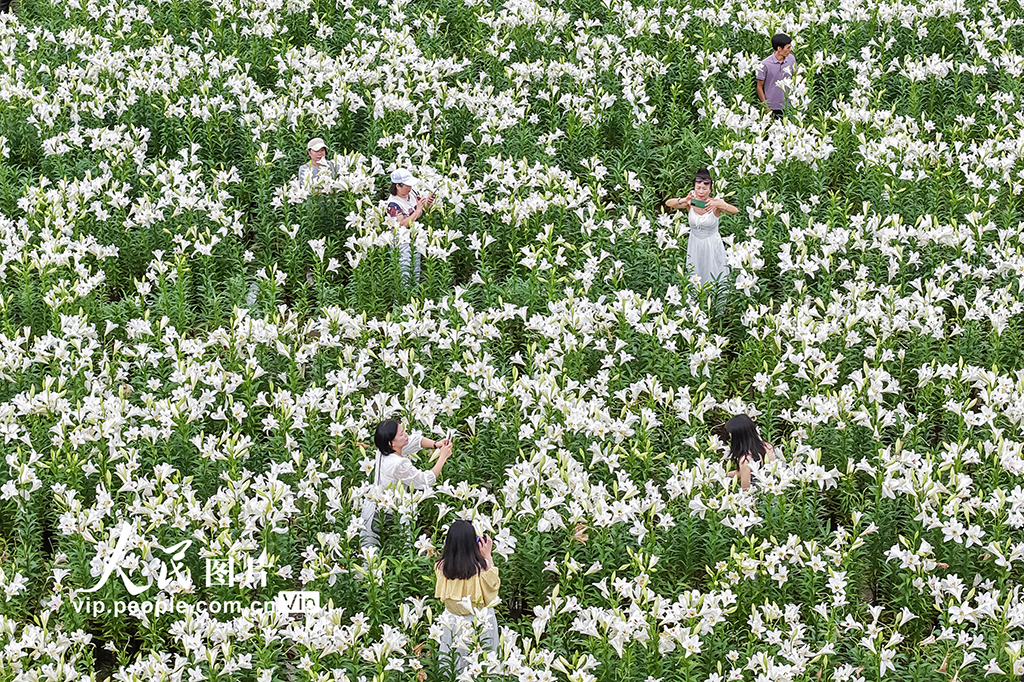 福建闽侯：百合花海【3】