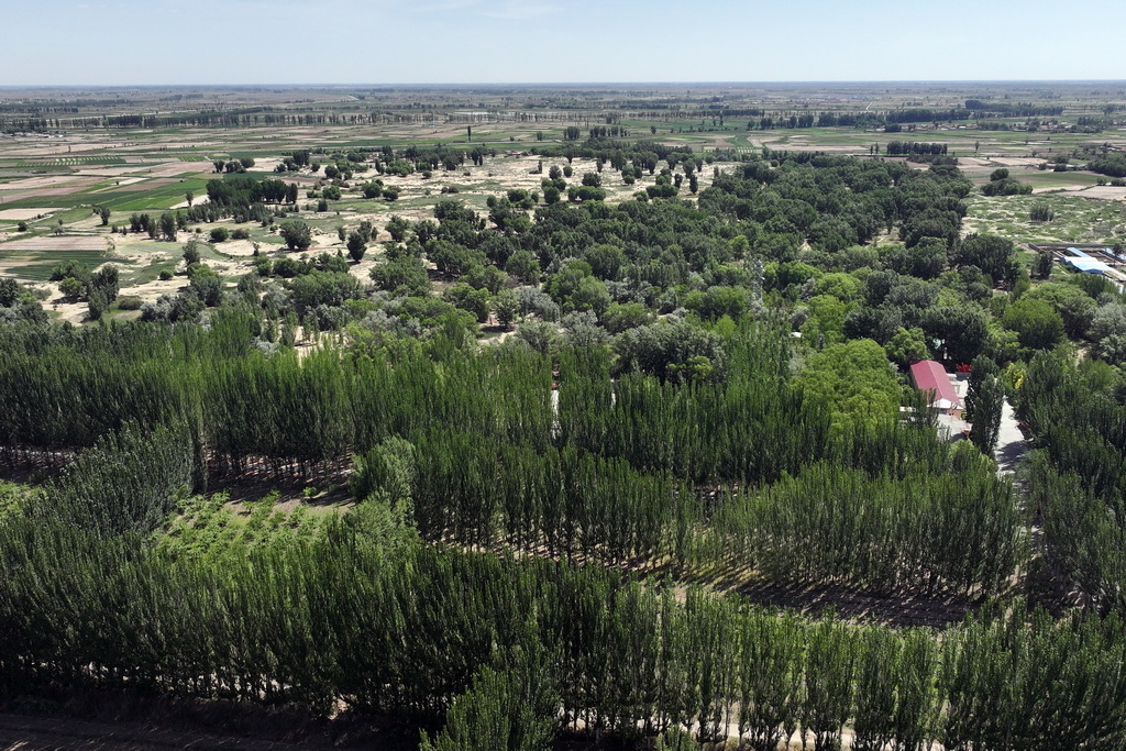 6月17日拍摄的内蒙古巴彦淖尔市临河区新华林场一角（无人机照片）。新华社记者 李云平 摄
