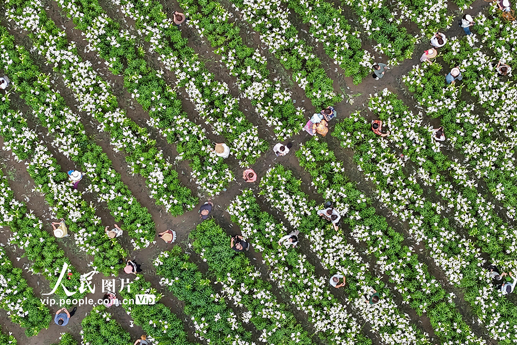 福建闽侯：百合花海【4】