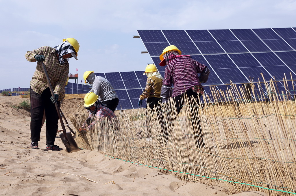 6月17日，工人在内蒙古巴彦淖尔市临河区新华林场光伏治沙项目区铺设沙障。新华社记者 李云平 摄