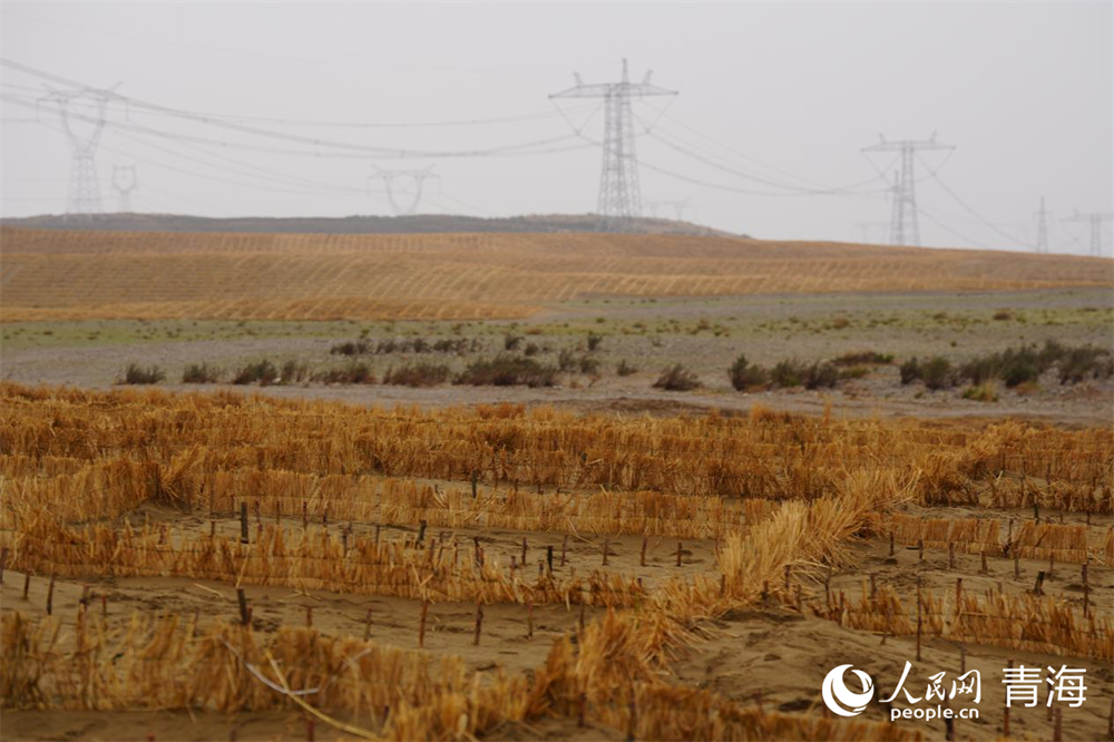 稻草沙障。人民网 马可欣摄