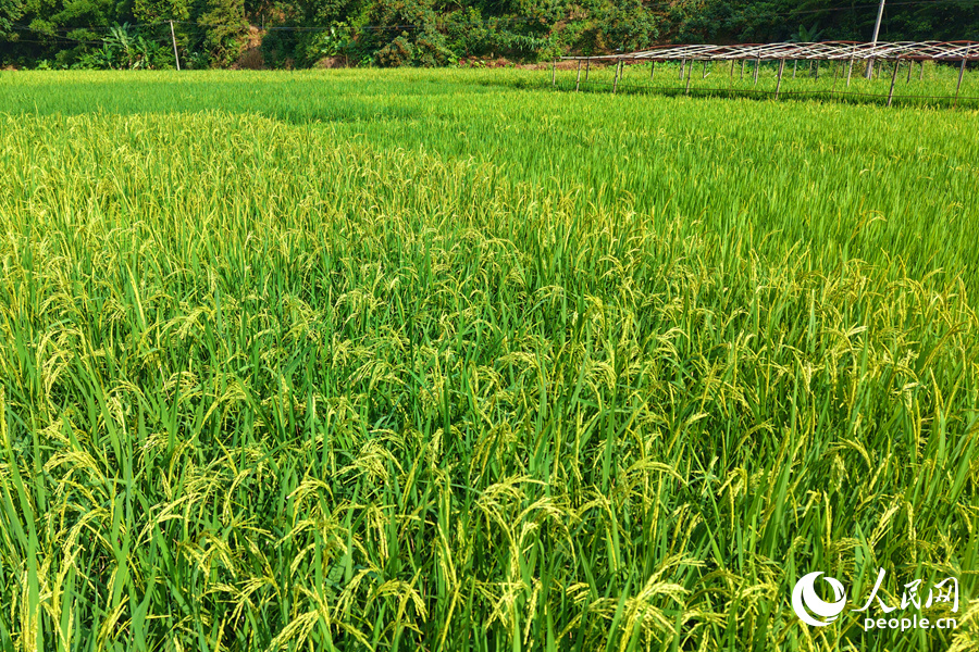 在同安区莲花村，渐熟的稻谷微微泛黄。人民网记者 陈博摄