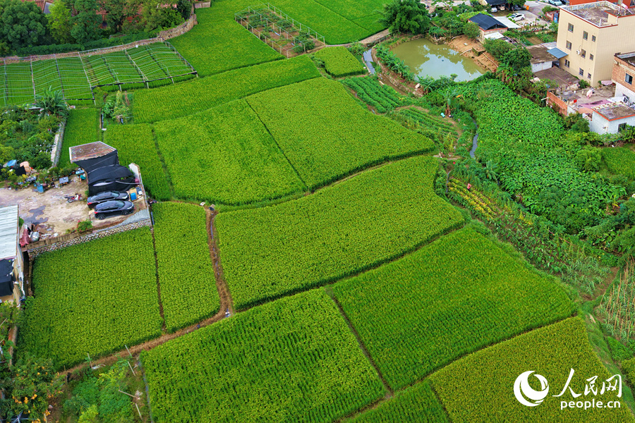 颜色深浅不一的稻田充满着夏日浪漫气息。人民网记者 陈博摄