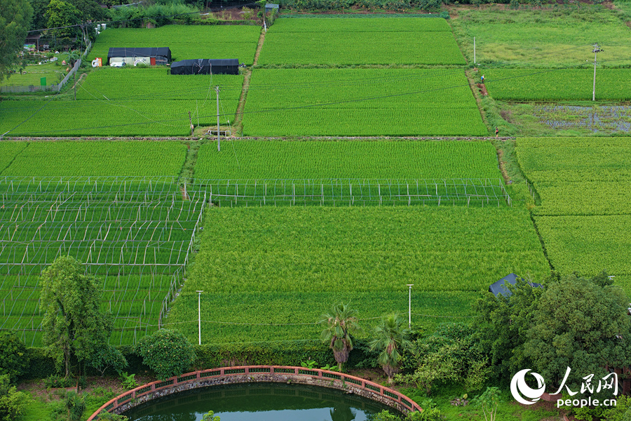 同安区莲花村的稻田青翠欲滴。人民网记者 陈博摄