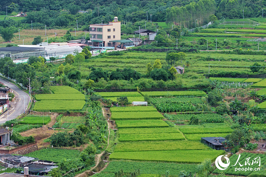 层层叠叠的稻田依山势分布。人民网记者 陈博摄