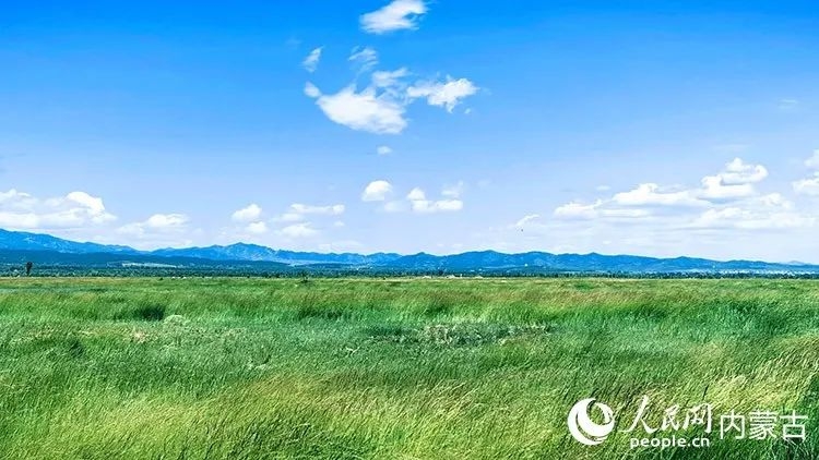 大青山脚下,盛夏时节的敕勒川草原苍翠欲滴。范若泉摄