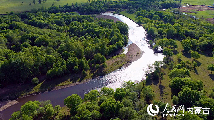 俯瞰樟子松林。红花尔基樟子松国家森林公园供图
