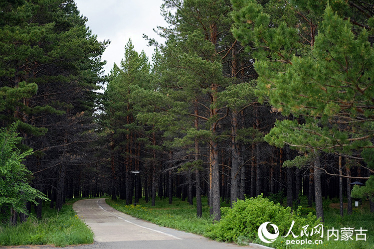 四季常青的樟子松林。人民网记者 李睿摄