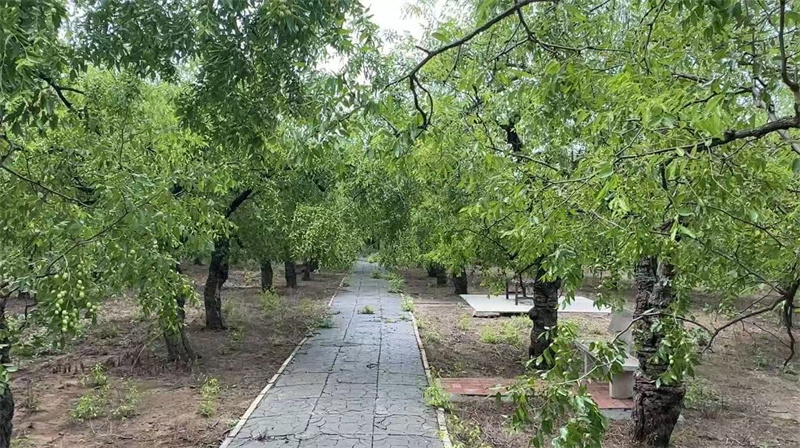 乐陵市千年枣林景区。李卓睿摄