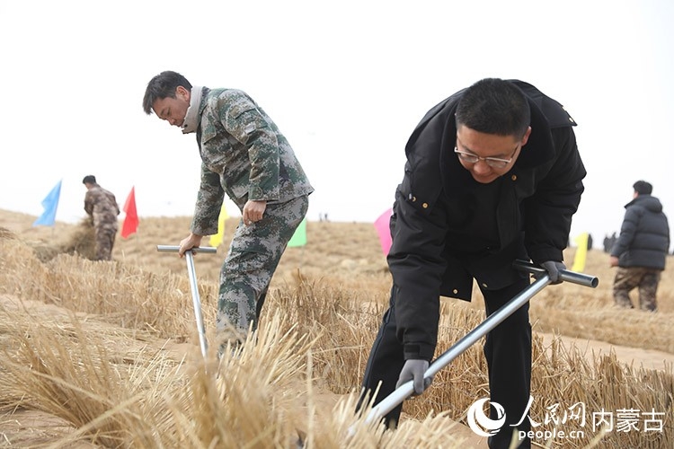 扎设草方格。人民网记者 齐浩男摄