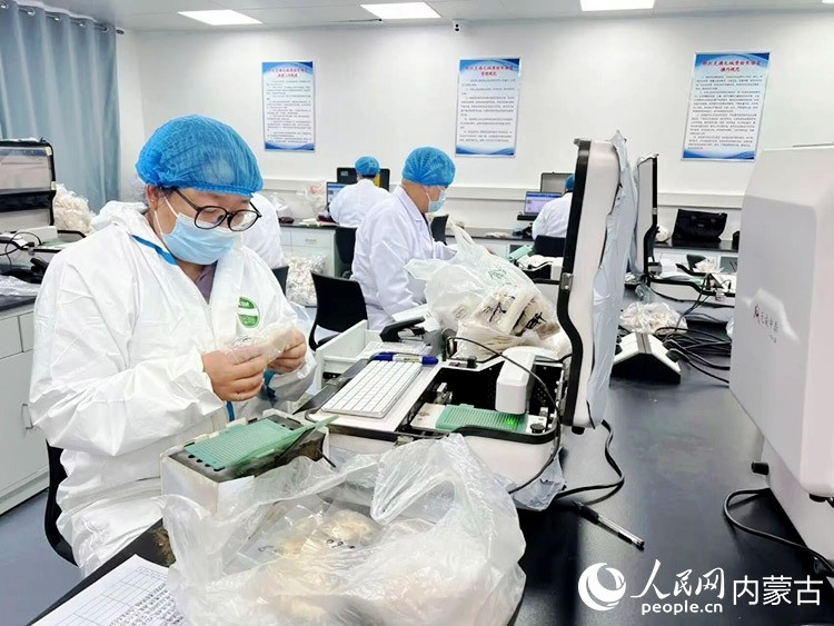 鄂托克旗农牧技术推广中心技术人员正在对送检的羊绒样本进行细度初检。韦一摄